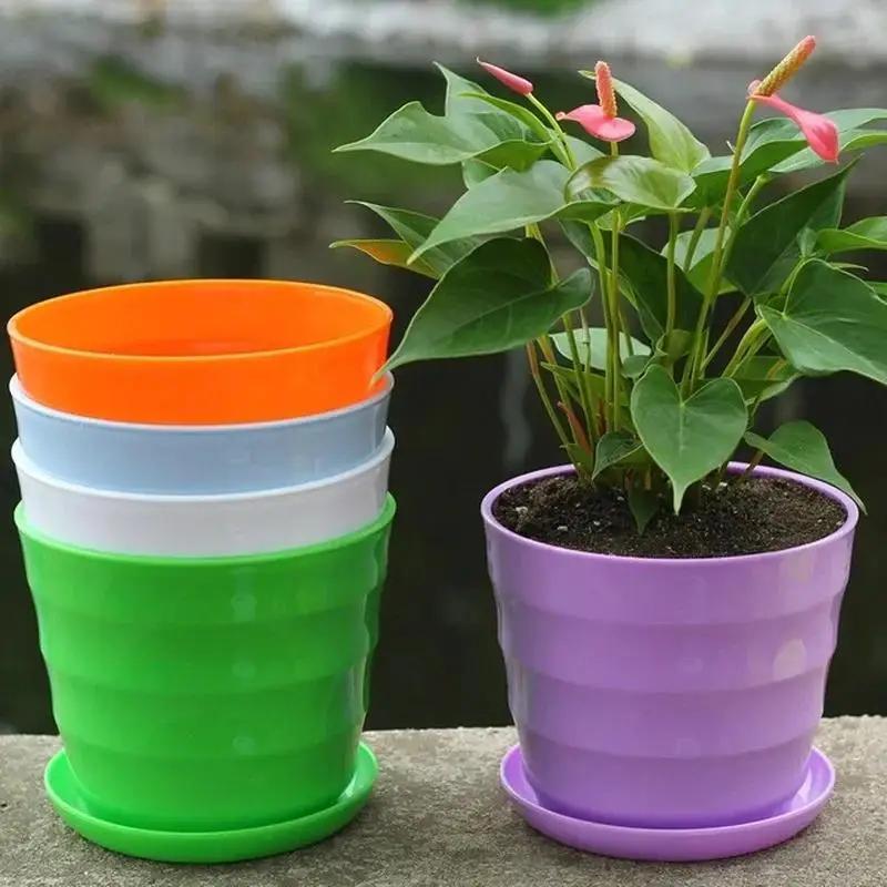 1 pçs vaso de flores de plásti - Echeveria Succulent avaliação e preço