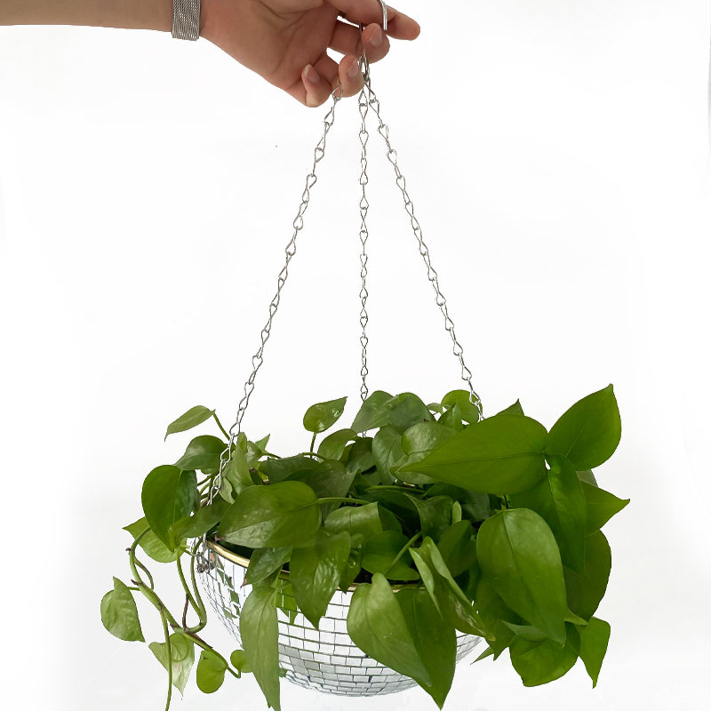 Cesto de Plantas Suspenso em F - Echeveria Succulent avaliação e preço